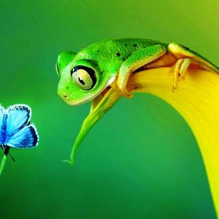 High def tree frog backgrounds