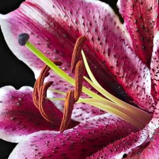 Computer lily backgrounds