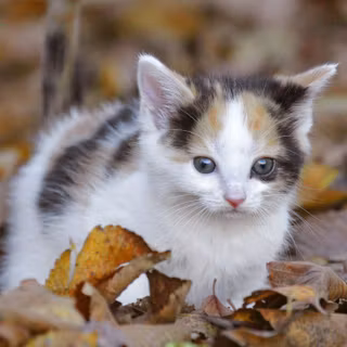 Cute Cat wallpaper for computer desktop