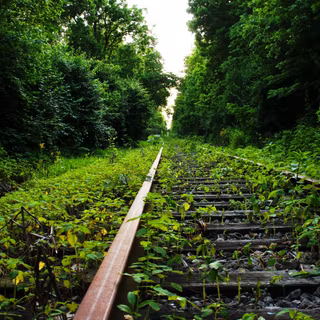 HD green forest wallpaper