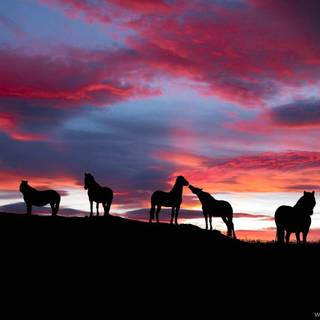 High Resolution wallpaper