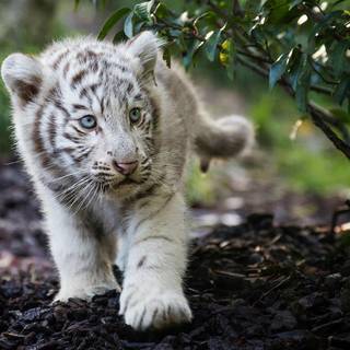 White tiger cub wallpaper HD