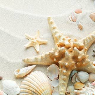 Seashells on the beach wallpaper