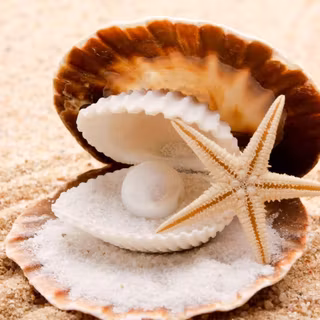 Seashells on the beach wallpaper