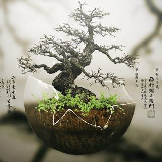 Bonsai wallpaper HD