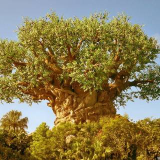 Animal Kingdom wallpaper