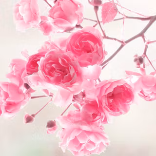 Pink blossoms wallpaper