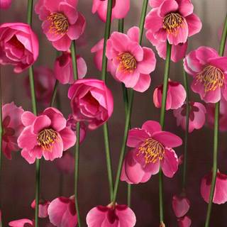 Pink blossoms wallpaper