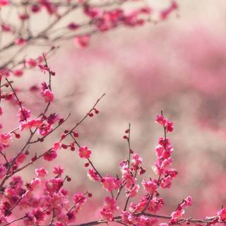 Pink blossoms wallpaper