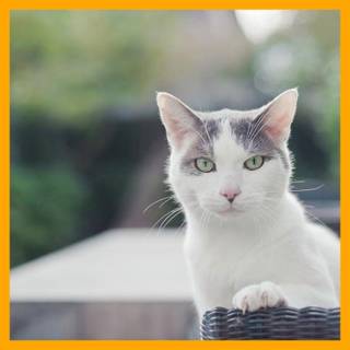 Cindy the Cat wallpaper