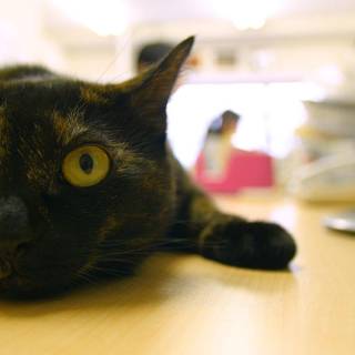 International Cat Day 2018 wallpaper