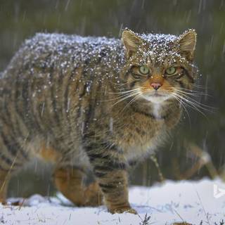 Scottish wildcat wallpaper