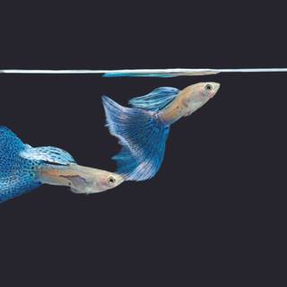 Guppy wallpaper