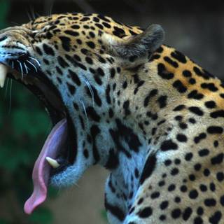 Leopard HD wallpaper