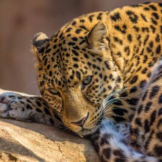 Leopard HD wallpaper