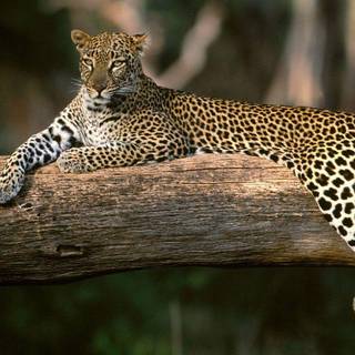 Leopard HD wallpaper