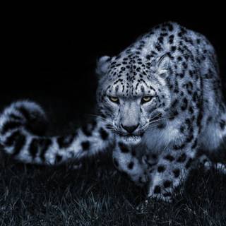 Black leopard on black background