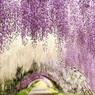 Japan flower tunnel wallpaper