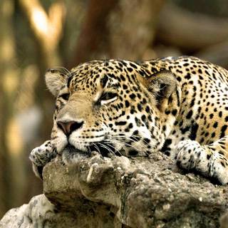 Quality HD wallpaper