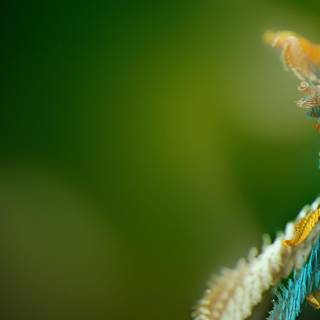 Quality HD wallpaper