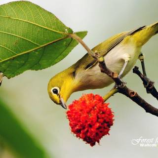 Nice birds wallpaper desktop