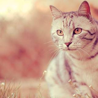 Cool background images cat