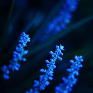 Exclusive wallpaper HD for mobile