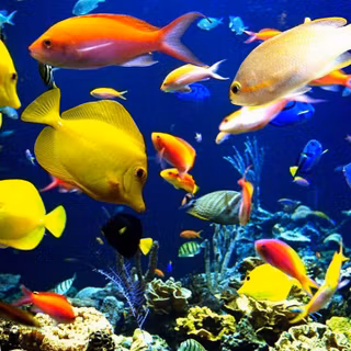 Aquatic HD wallpaper