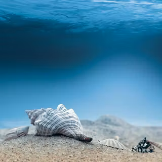 Aquatic HD wallpaper