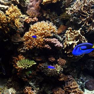 Aquatic HD wallpaper