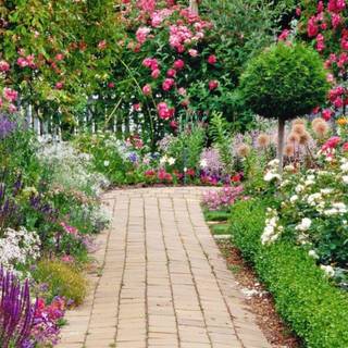 Beautiful rose garden wallpaper