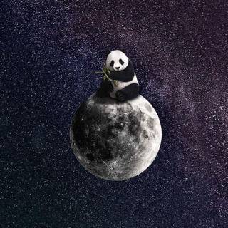 Cosmos wallpaper wallpaper panda