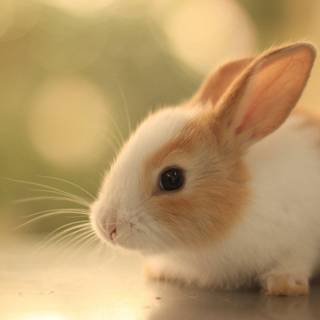 Desktop wallpaper animals