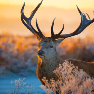 Desktop wallpaper animals