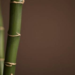 Hipster background bamboo