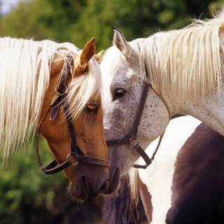 Free wallpaper of horses