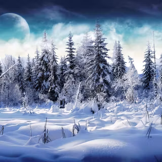 Beautiful winter forest wallpaper