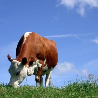 Cute background cow