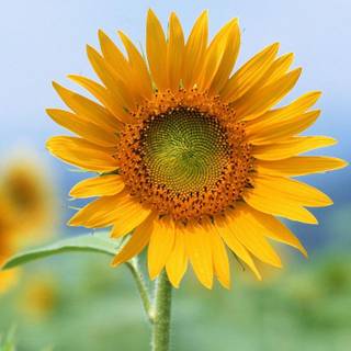 Wallpaper single flower