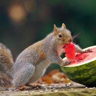 Animals wallpaper desktop