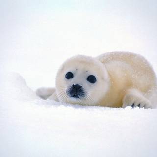 Baby seals wallpaper