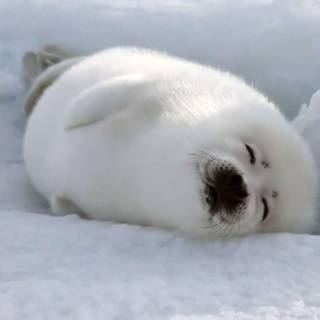 Baby seals wallpaper