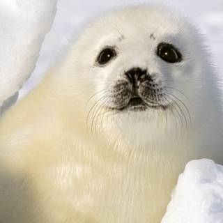 Baby seals wallpaper