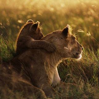 Africa wallpaper desktop