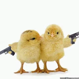 Funny chicken background