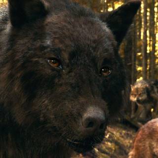 Alpha wolf background