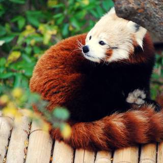 Red backgrounds  wallpaper panda