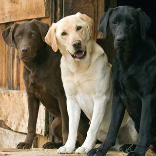 Labrador Retriever white wallpaper