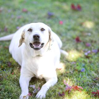 Labrador Retriever white wallpaper