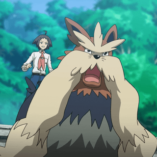 Stoutland HD wallpaper